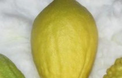 דבר מלכות- הקדמת נעשה לנשמע – קבלת עול